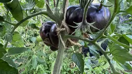 IMG_0909.jpeg IMG_0909.jpeg