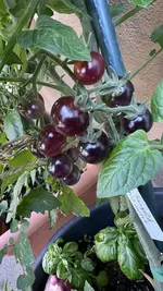 IMG_0782.jpeg IMG_0782.jpeg