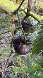 IMG_0303.jpeg IMG_0303.jpeg