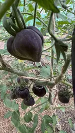 IMG_0277.jpeg IMG_0277.jpeg