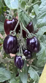 IMG_1850.jpeg IMG_1850.jpeg