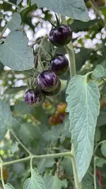 IMG_1831.jpeg IMG_1831.jpeg