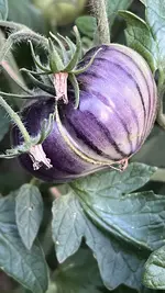 IMG_1632.jpeg IMG_1632.jpeg