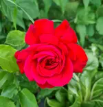 20250113_125844.webp