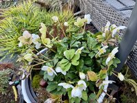 IMG_6142.jpeg