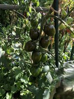 IMG_6781.jpeg