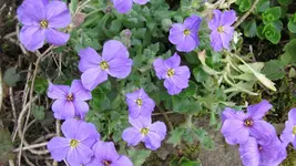 028.webp