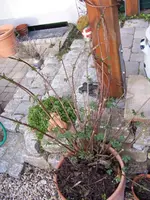 HOpfen.webp