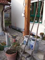 Hopfen1.webp