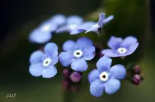 gf_5931.webp