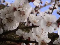 DSC00007.webp