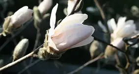 Sternmagnolie3.webp