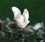 Sternmagnolie2.webp