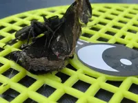 IMG_0329_1024x768.webp