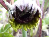 PGerbera.webp