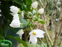PJasmin.webp