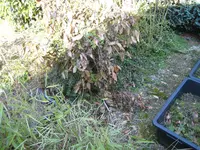 IMG_3441 Lorbeer.webp