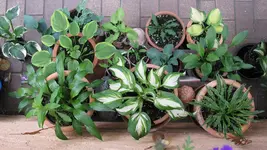 hosta.webp