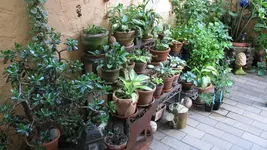hosta (2).webp