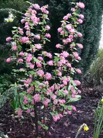 Blut Johannisbeere.webp