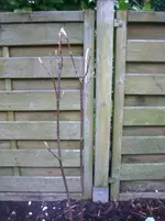 Magnolien1.webp