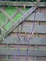 Magnolien2.webp