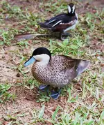 img875(1).webp