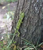 img909(1).webp