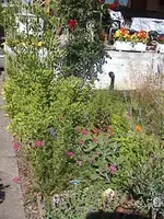 Gartenkräuterbeet1.webp