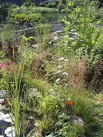 Gartenkräuterbeet2.webp
