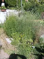 Gartenkräuterbeet3.webp