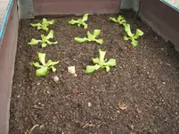 Garten 014.webp