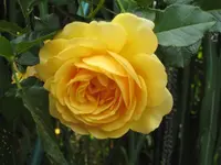 IMG_2006 Golden Celebration.webp