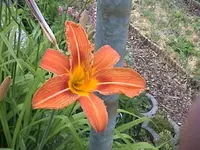 Gartenlilie3.webp