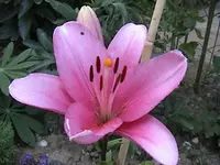 Gartenlilie4.webp