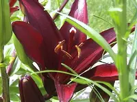 Gartenlilie.webp