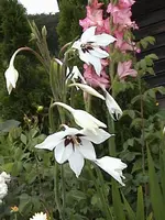 Gartenlilie5.webp