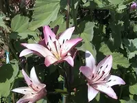 Gartenlilien.webp