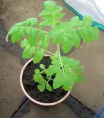 große Tomate.webp