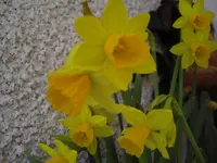 CIMG9120.webp