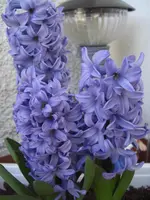 CIMG9124.webp