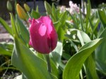 Tulpen für April 1.jpg
