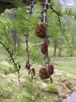 DSCN1841_Baumzapfen_Vinschgau2006.webp