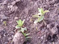 Blumen in 2009 vorgezogen 001.webp Blumen in 2009 vorgezogen 001.webp
