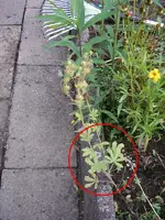 Garten weiss nicht04.webp