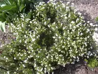 09.04.2010 026.webp