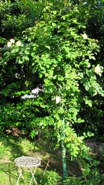 kletterrose (3).webp