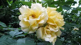kletterrose (5).webp
