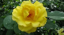 kletterroseblüte.webp