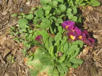 009.webp